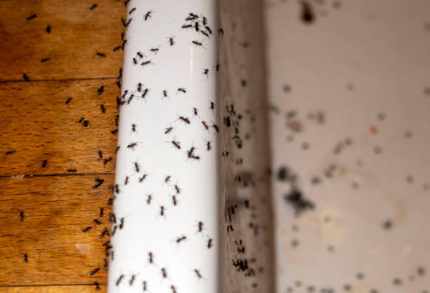 Best Best Pest Control Companies  in Highfill, AR